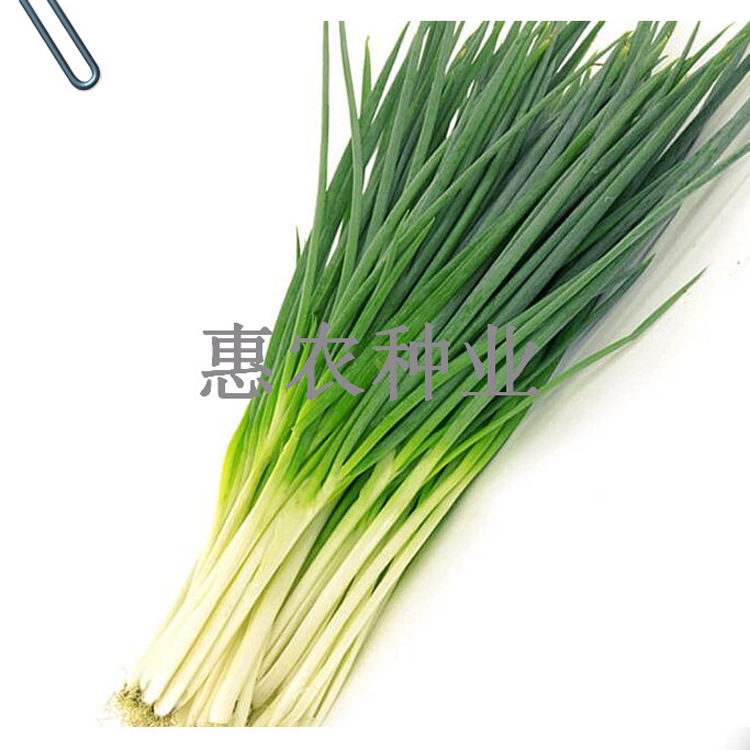 四季小香葱 (2)