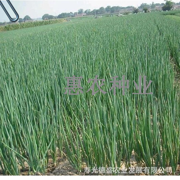 四季小香葱 (1)