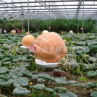 大南瓜种子 成熟后重达100公斤左右观赏 食用蔬菜种子