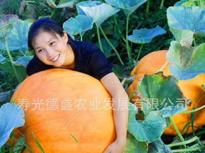 大南瓜种子 成熟后重达100公斤左右观赏 食用蔬菜种子图2