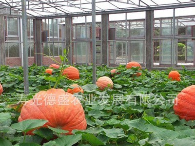 大南瓜种子 成熟后重达100公斤左右观赏 食用蔬菜种子图3