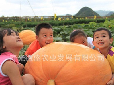 大南瓜种子 成熟后重达100公斤左右观赏 食用蔬菜种子图4