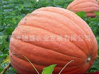 大南瓜种子 成熟后重达100公斤左右观赏 食用蔬菜种子图5