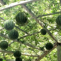 脆甜良种西瓜树种子 高产寿光蔬菜种子 一件代发阿里巴巴实地认证