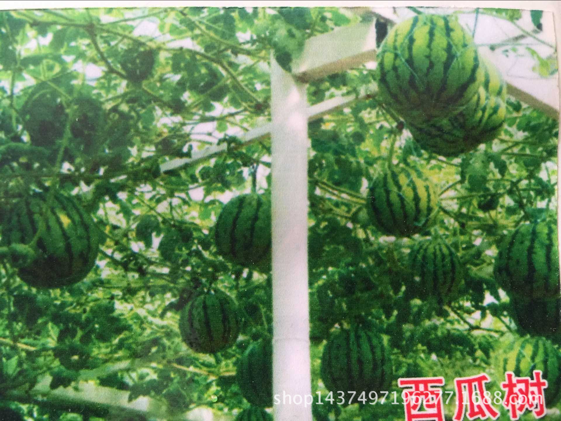 西瓜树 (2)_副本