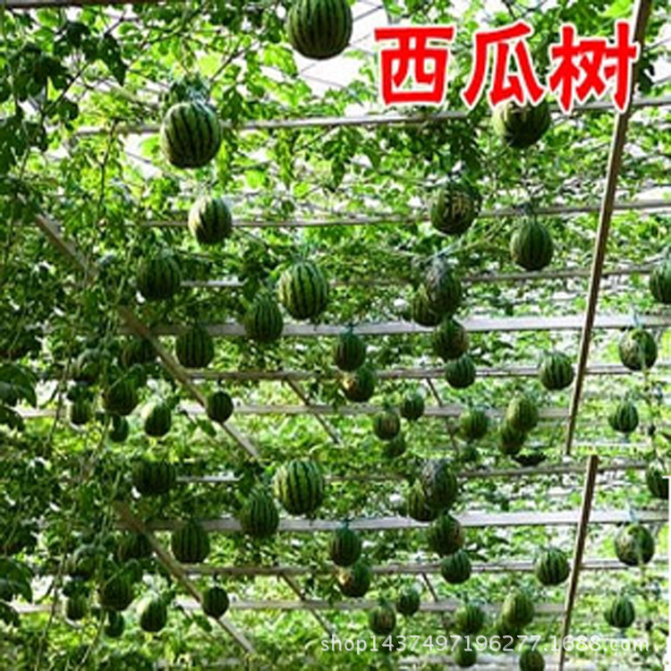 西瓜树