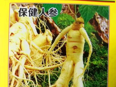 紫色白菜生长速度快口感好家庭盆栽漂亮 10粒四季蔬菜花卉种子图3