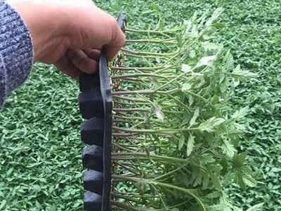 大红番茄种子西红柿种子欧迪2号抗TY病毒图5