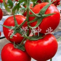 大红番茄种子西红柿种子欧迪2号抗TY病毒
