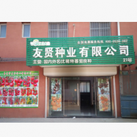 番茄种子 西红柿种子粉色大番茄种子粉色西红柿种子荷兰硬粉