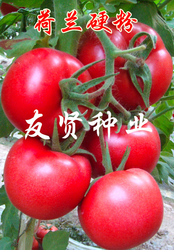 荷兰硬粉1-副本