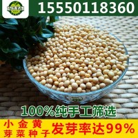 批发 2021新黄豆芽种子 珍珠粒小金黄 芽豆黄豆芽东农690 芽率高