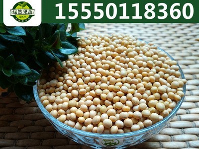 批发 2021新黄豆芽种子 珍珠粒小金黄 芽豆黄豆芽东农690 芽率高图2