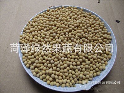 批发 2021新黄豆芽种子 珍珠粒小金黄 芽豆黄豆芽东农690 芽率高图5