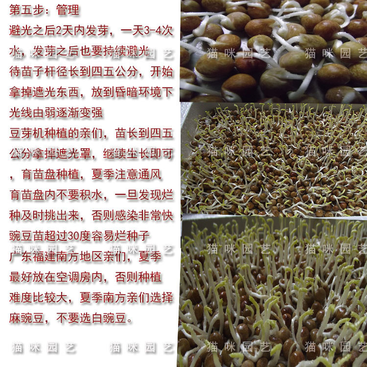 豌豆9
