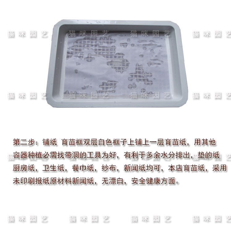豌豆6