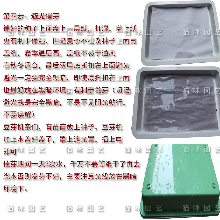 豌豆8