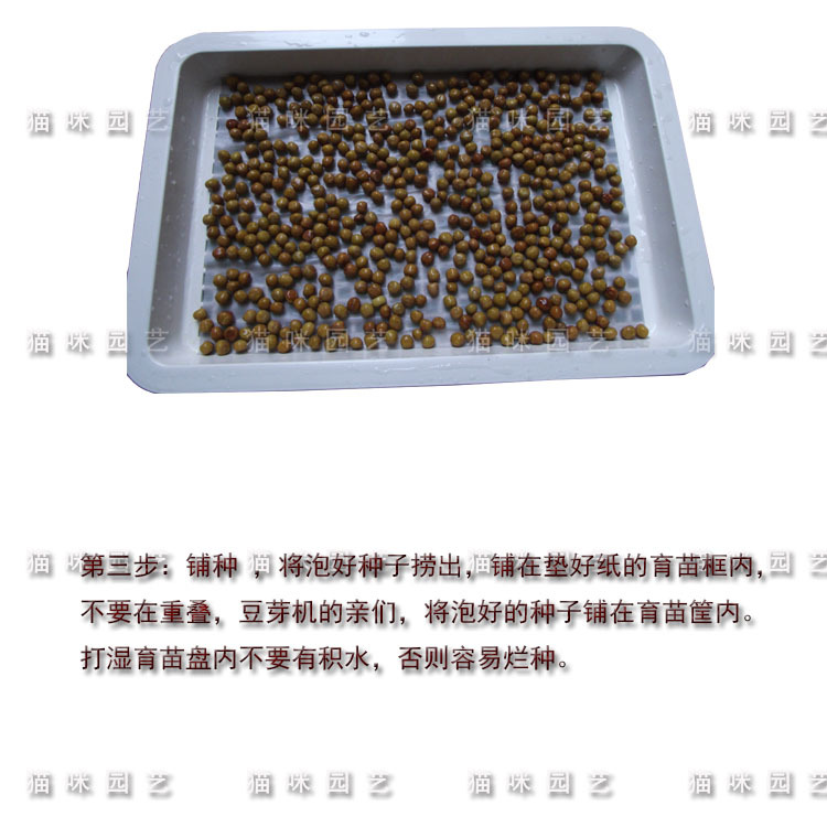 豌豆7