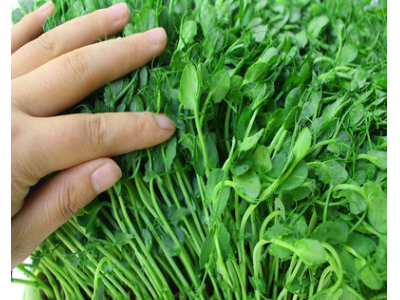 加拿大麻豌豆新种 芽苗菜种子芽率高 小粒麻豌豆 水培豌豆苗种子图2