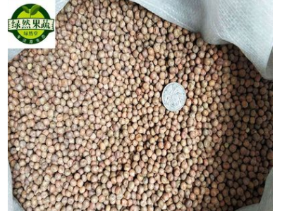 加拿大麻豌豆新种 芽苗菜种子芽率高 小粒麻豌豆 水培豌豆苗种子图3