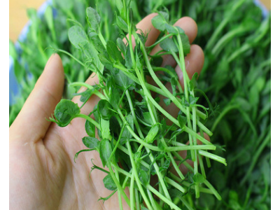 加拿大麻豌豆新种 芽苗菜种子芽率高 小粒麻豌豆 水培豌豆苗种子图5