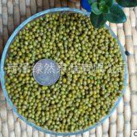 2021年新种 供应绿豆 芽苗菜绿豆种子绿豆芽豆水培阳台菜发芽率高