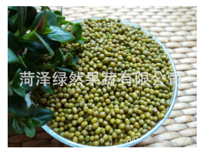 2021年新种 供应绿豆 芽苗菜绿豆种子绿豆芽豆水培阳台菜发芽率高图4
