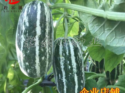 粒尔田欣研99种子 水果种子 甜瓜种子博洋甜瓜种子 香瓜种子图4