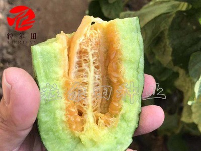 粒尔田欣研99种子 水果种子 甜瓜种子博洋甜瓜种子 香瓜种子图3