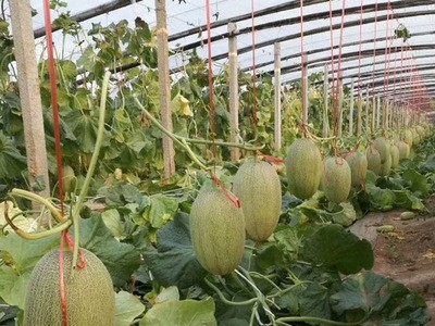 水果种子甜瓜香瓜 西州蜜种子 哈密瓜种 粒尔田西州蜜25图4