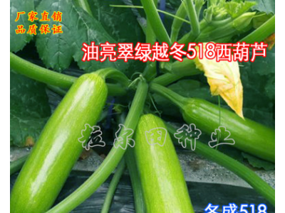 越冬早春翠绿油亮西葫芦种子粒尔田冬盛518西葫芦种籽基地用种图3