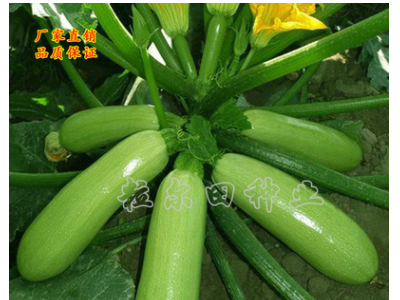 越冬早春翠绿油亮西葫芦种子粒尔田冬盛518西葫芦种籽基地用种图2