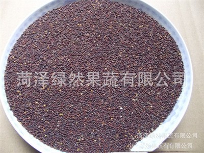 芽苗菜种子公司供应蔬菜种子四季小白菜 鸡毛菜种子阳台盆栽图2