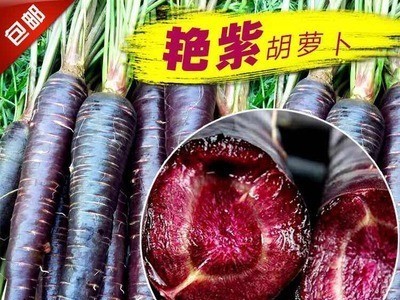 新鲜胡萝卜农家紫色胡萝卜带泥胡萝卜1斤装蔬菜包邮图4
