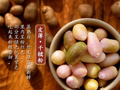 2019新鲜铁棍山药豆可选大号特大糖葫芦零食焦作小淮山蛋种子图3