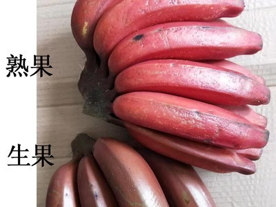 红皮香蕉3/5斤 福建南靖新鲜现割水果微商团购美人蕉包邮一件代发图4