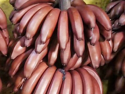 红皮香蕉3/5斤 福建南靖新鲜现割水果微商团购美人蕉包邮一件代发图3