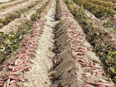 福建六鳌地瓜5斤小香薯红薯新鲜现挖红心蜜薯烤番薯微商平台代发图5