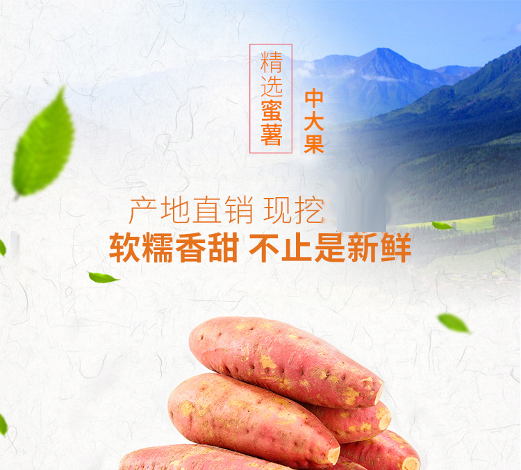 六鳌地瓜中大果完整_01.png