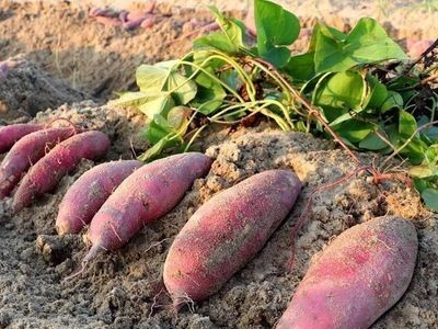板栗红薯新鲜黄心蜜薯现挖地瓜番薯沙地红薯沙地番薯现货一件代发图3