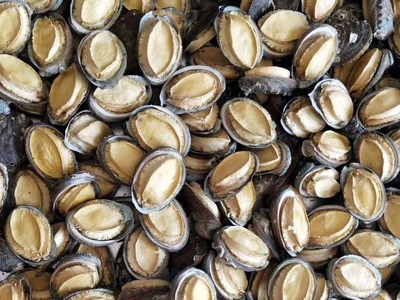 厂货现货批发支持代发淡干海参鲍鱼海鲜礼盒10头冻干鲍鱼礼盒装图4