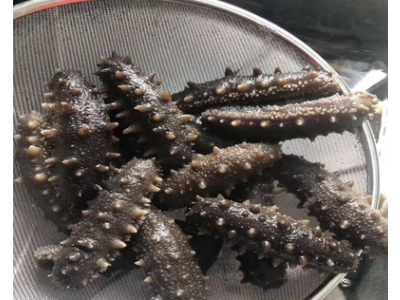 源头工厂现货好口感大连即食海参非大连淡干海参批发大连即食海参图4