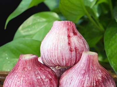 产地直供2021云南大理紫皮蒜 农家现挖紫皮瓣蒜 新鲜大蒜头批发图3