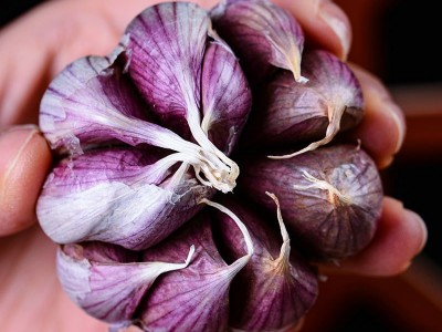大理紫皮大蒜 多头瓣蒜加工定制图4