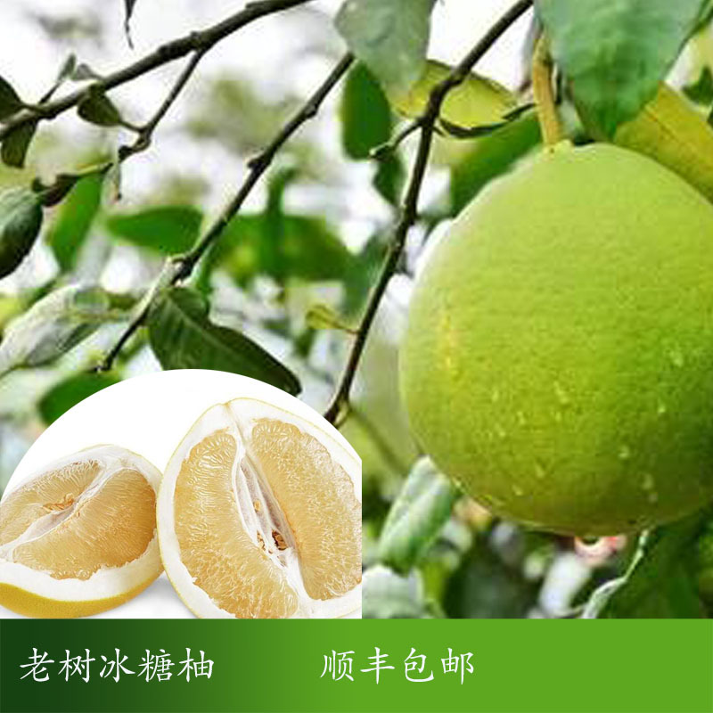 南非红心西柚1.jpg