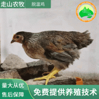 厂家供应供应 脱温鸡鸡苗 存活率脱温鸡鸡苗 价格低脱温鸡鸡苗