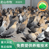 广西孵化基地工厂直供脱温鸡鸡苗 批发活体新苗小鸡活苗量大从优