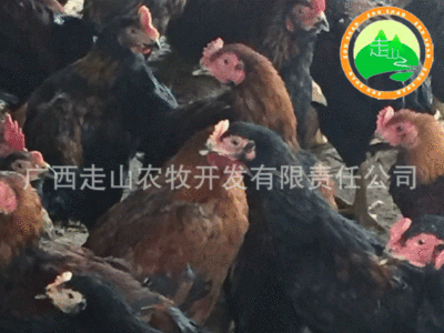 孵化场 厂家供应 鸡苗活苗 杂交斗鸡苗 斗鸡 包打疫苗包活图4
