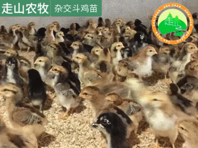 孵化场 厂家供应 鸡苗活苗 杂交斗鸡苗 斗鸡 包打疫苗包活图5