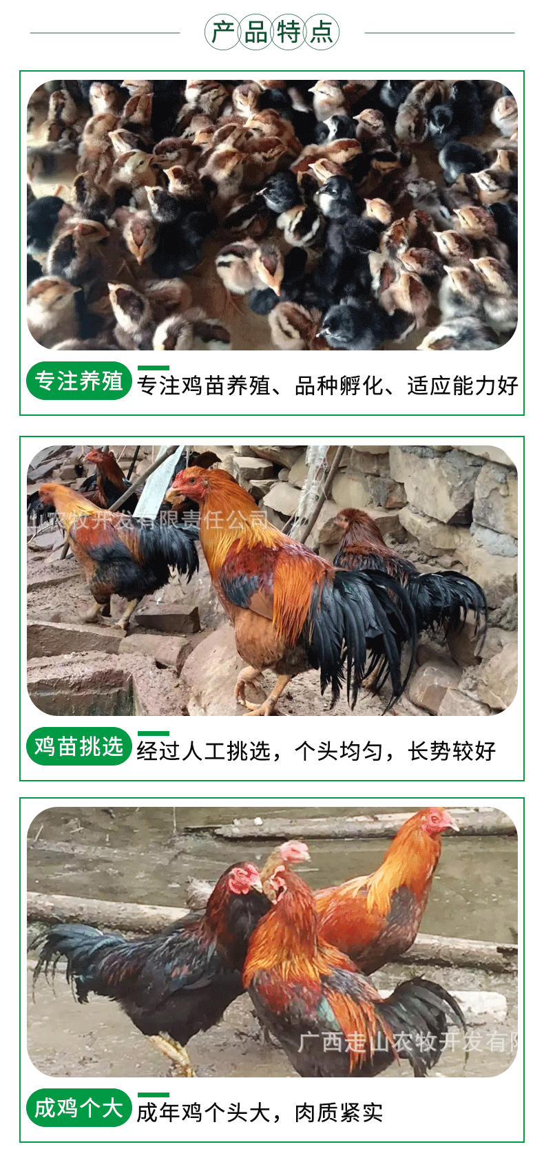 杂交斗鸡苗_04
